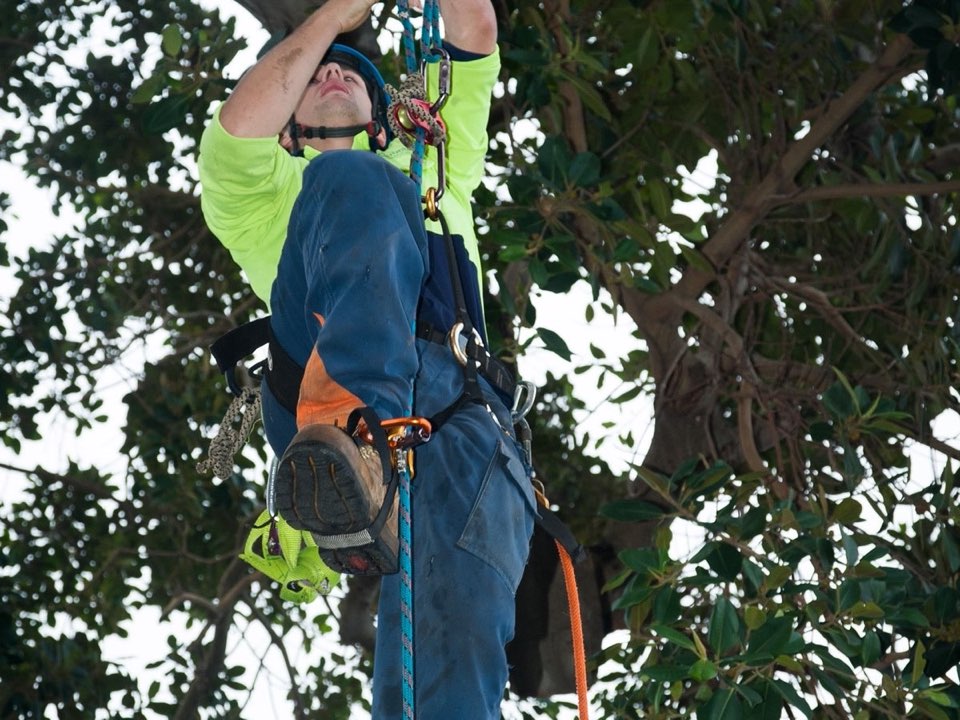Qualified arborist working in a mature tree during an Enviro Trees UK survey in East Sussex