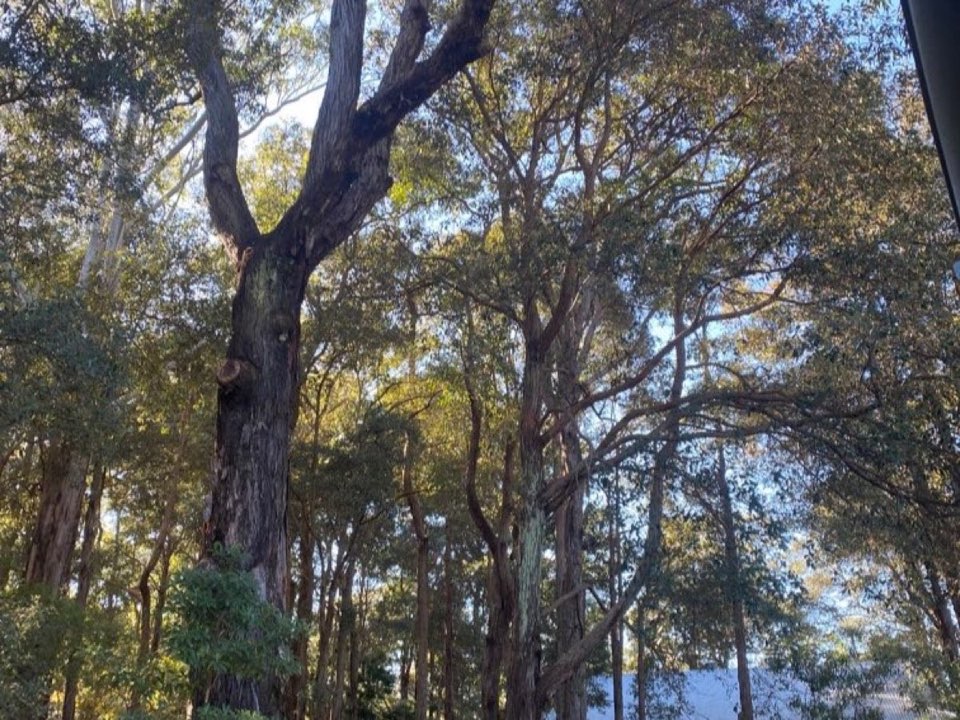 Mature trees in East Sussex parkland with a property visible in the background